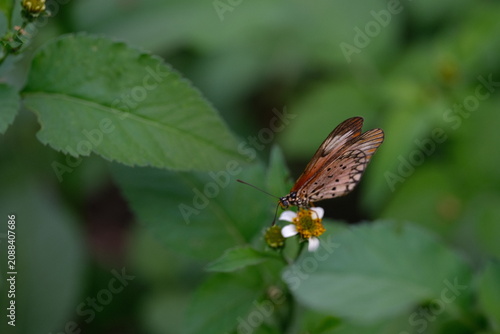 Butterfly Feeding on Wildflower in Green Foliage