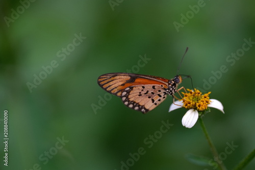 Butterfly Feeding on Small Wildflower with Green Background