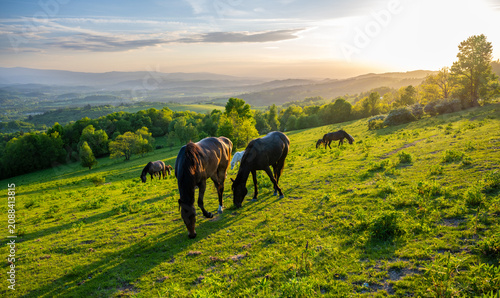 meadow in Kaczawskie mountains with horses during sunset in Poland