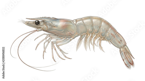 Realistic illustration of a raw white shrimp isolated on transparent background
