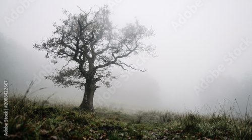 Large leafless oak tree twisting branches in grassy frosty field, foggy atmosphere narrow dirt path leading, misty background faint hills, symbolic representation of solitude, serenity, nature, timele