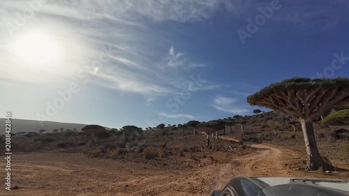 Dragon trees along a dirt road in Socotra