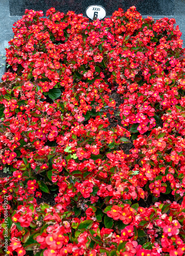 Lush growth of red-flowering pelargoniums on a grave in Austria.
