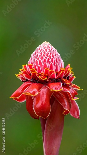 Torch Ginger Flower.