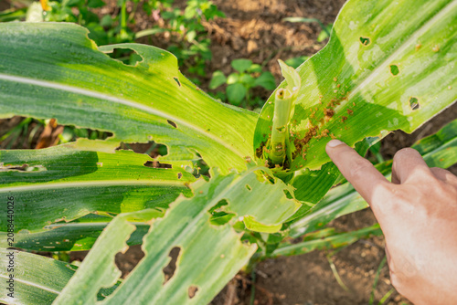 Closeup of a hand pointing at corn leaves damaged by fall armyworm larvae. Visible holes and insect frass in the plant whorl, depicting agricultural pest infestation and crop protection monitoring