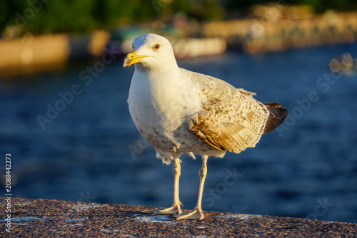 Seagull Standing on Stone Ledge