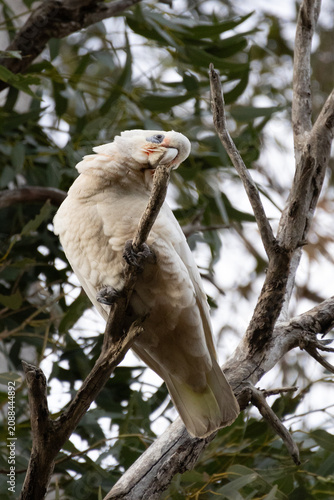Photos white cockatoo