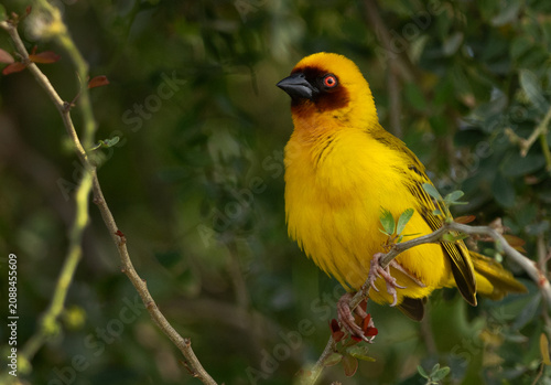 Ruppells weaver bird on tree branch, Bahrain