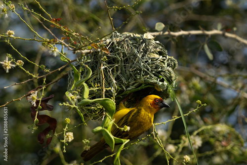 Ruppells weaver bird making nest on tree branch, Bahrain