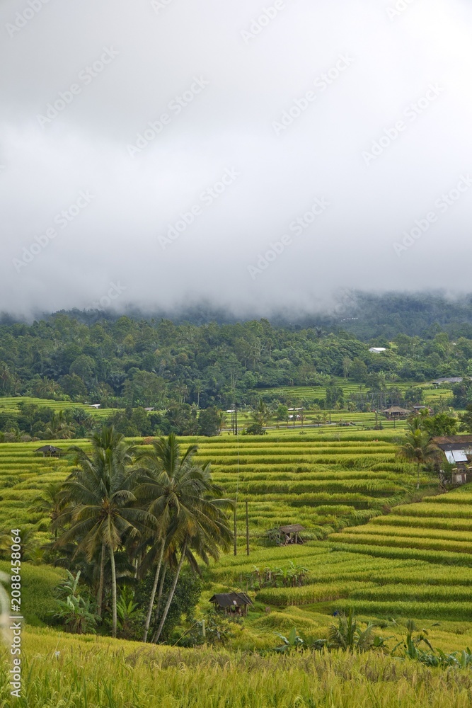 Fototapeta premium Beautiful wide-angle panoramic view of the lush green Jatiluwih rice terraces cascading under a dramatic cloudy sky, showcasing traditional subak agriculture in Bali, Indonesia.