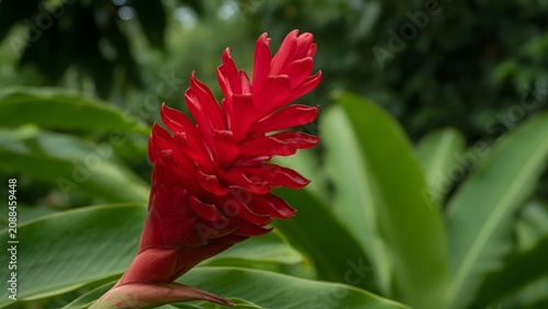 Red ginger flower, a vibrant tropical plant, stands out against a blurred backdrop of lush green foliage, showcasing its unique and striking inflorescence in a natural garden.
