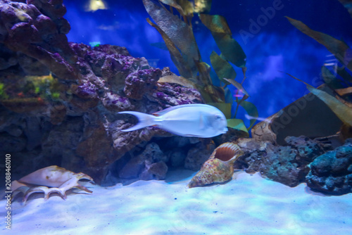 Cuadro en lienzo A light tropical fish swims over the white sandy bottom in a large marine aquarium