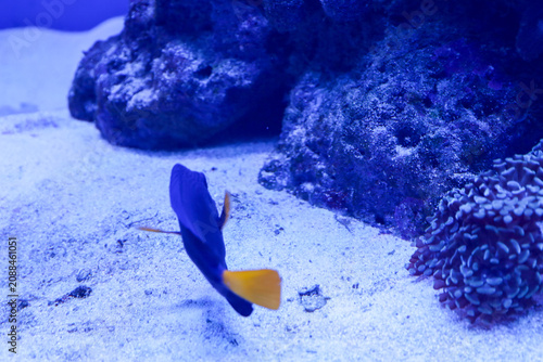 Photos A dark blue fish with a bright yellow tail swims over the light sandy bottom in a marine aquarium