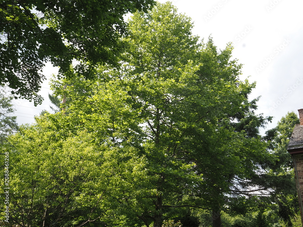 Fototapeta premium The green leaves in the forest in summer.