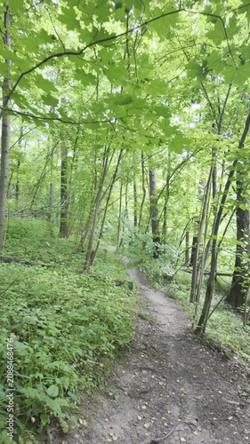 A narrow dirt path slopes down through a dense green forest. Sunbeams filter through the thick canopy of leaves overhead.