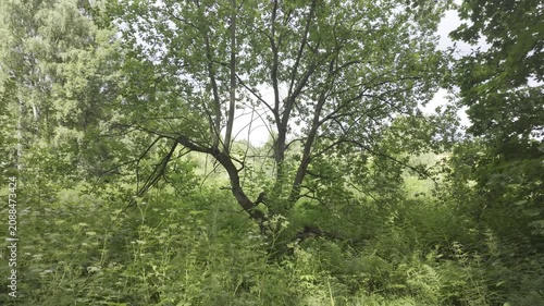 The camera moves forward toward a spreading willow tree in a lush green meadow. Bright summer daylight highlights the thick branches and dense green foliage.