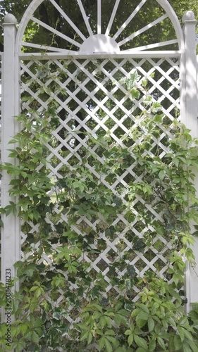 The camera moves backward revealing a white wooden lattice fence covered with climbing plants. Bright summer daylight illuminates the green garden foliage.
