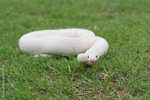 A beautiful white morph Ball Python gliding on fresh green grass, close-up portrait, elegant and exotic concept.