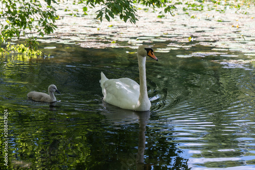 Billede på lærred Adult mute swan swims with a small grey cygnet in a freshwater lake