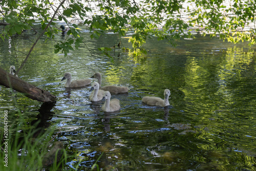 Fotografie A group of small grey cygnet chicks swims together in a calm public park pond