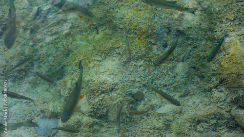 Bild auf Leinwand Small fish swim in translucent pond with vegetated bottom