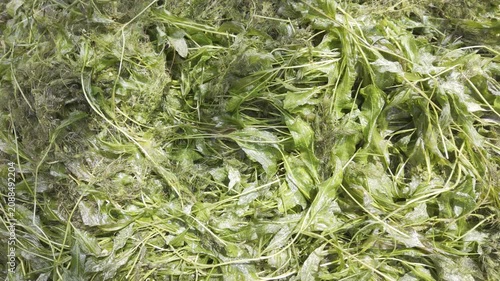 A large pile of wet green pondweed lies on the ground after being cleared from a water body. Wet textures and tangled stems dominate the view.