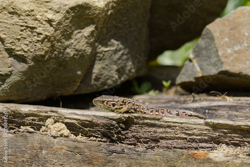 фотографія Sand Lizard (Lacerta agilis) sunbathing on old wood with a visible tick parasite attached to its body