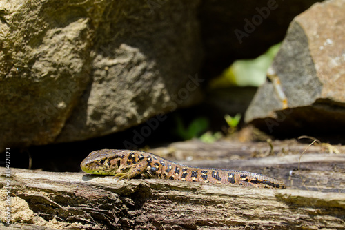 Obraz na plátne Sand Lizard (Lacerta agilis) sunbathing on old wood with a visible tick parasite attached to its body