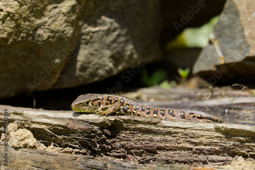 Fotografie Sand Lizard (Lacerta agilis) sunbathing on old wood with a visible tick parasite attached to its body
