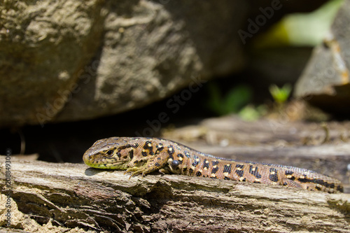 Obraz na plátně Sand Lizard (Lacerta agilis) sunbathing on old wood with a visible tick parasite attached to its body