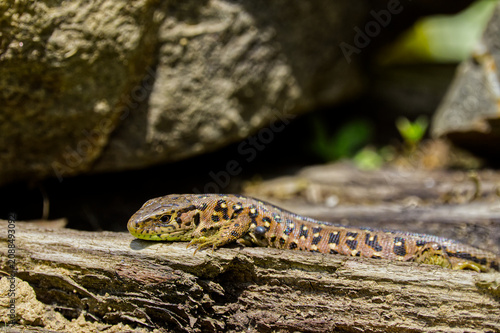 Canvas Print Sand Lizard (Lacerta agilis) sunbathing on old wood with a visible tick parasite attached to its body