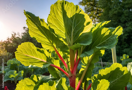 Rhubarb plant growing in ga...