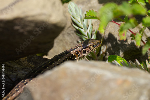Obraz na plátne Sand Lizard (Lacerta agilis) hiding between stones and green succulent plants in a sunny rock garden
