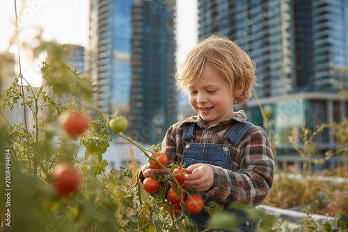 Urban Agriculture: Little Boy Harvesting Tomatoes on City Rooftop
