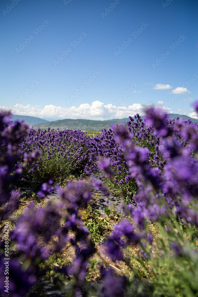Obraz premium Rows of blooming lavender with mountains and clouds on the horizon