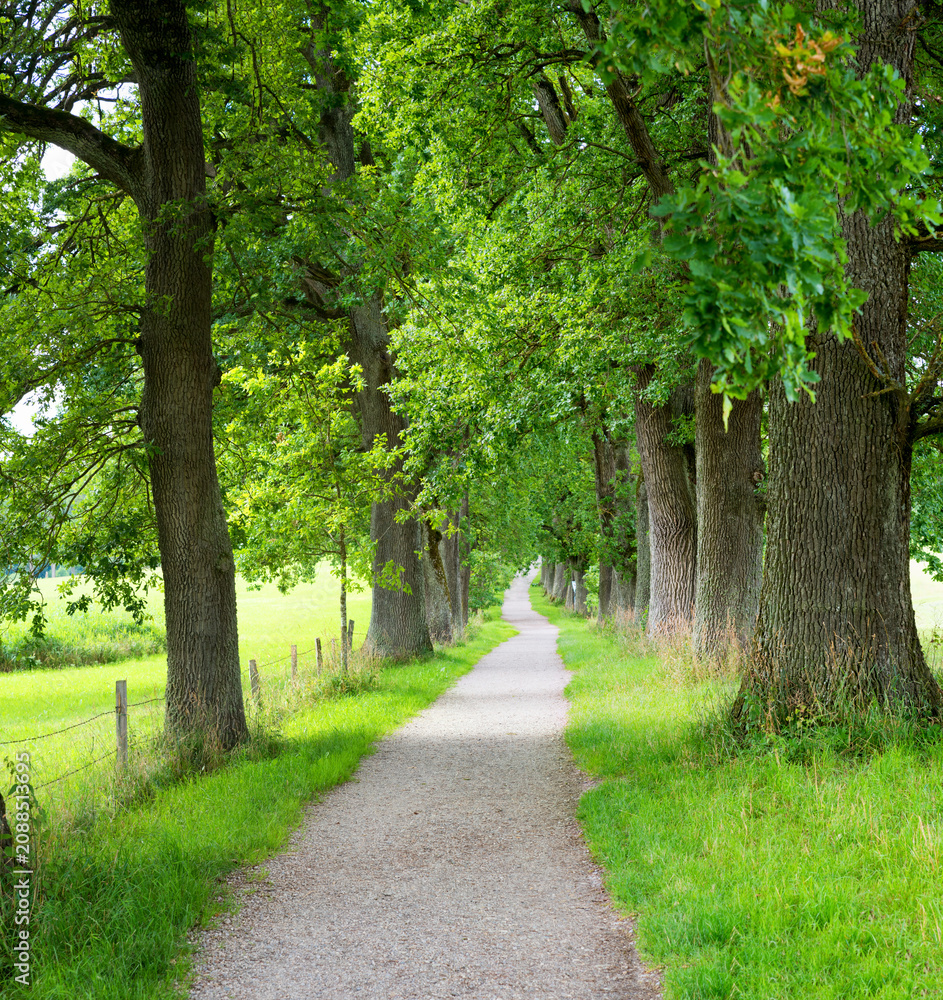 Obraz premium alley with green old linden trees, near Ebersberg, bavarian landscape