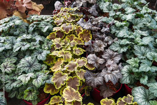 Potted coral bells plants display variegated leaves in garden nursery. Easy care plants, beginner friendly houseplants, resilient greenery options