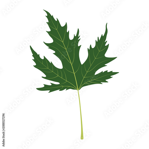 Fotografie Acer saccharum. Sugar maple. Leaf on a white background.