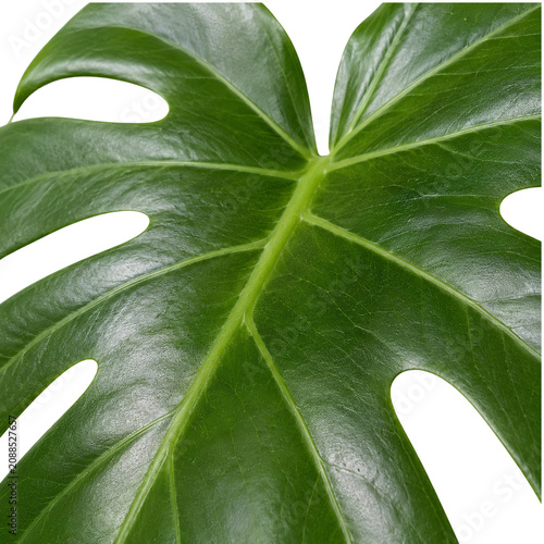 Close-up of a vibrant green monstera leaf isolated on a white background.