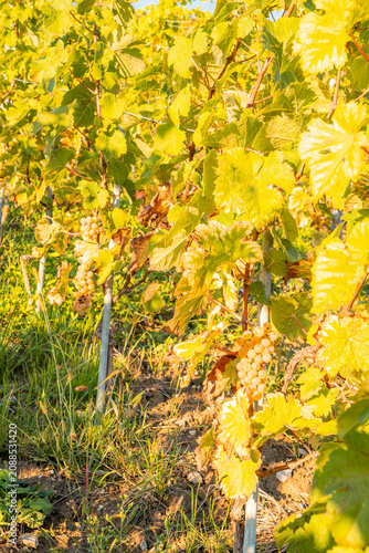 White grapes ripening on vineyard vines in autumn