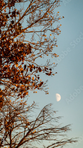 Autumn tree branches with fall leaves against blue sky and moon