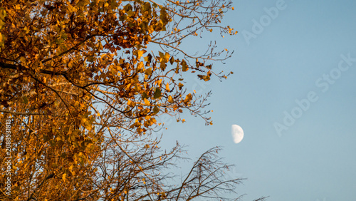 Autumn tree branches with golden leaves and moon in blue sky