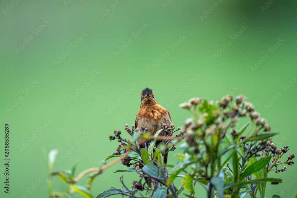 Fototapeta premium Tyrian metaltail (Metallura tyrianthina) perched in a bush in the Antisana Ecological Reserve, Ecuador