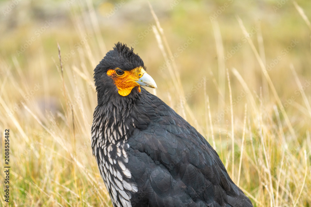 Fototapeta premium Close up of a arunculated caracara (Phalcoboenus carunculatus) in the Antisana Ecological Reserve, Ecuador