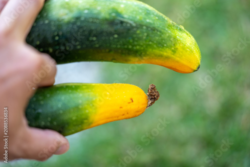 Foto Hand harvesting two homegrown zucchinis with green and yellow skin after dry weather