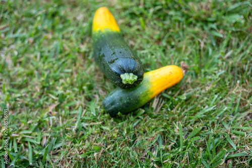 фотографія Two homegrown zucchinis with green and yellow skin lying on grass