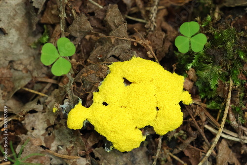Dog Vomit Slime Mold