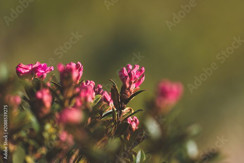 Bild auf Leinwand beautiful alpine roses on the mountains in the national park hohe tauern in aust