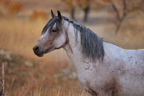 Foto Dappled gray horse stands in a dry, golden field