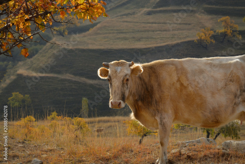 Golden autumn light bathes a grazing cow